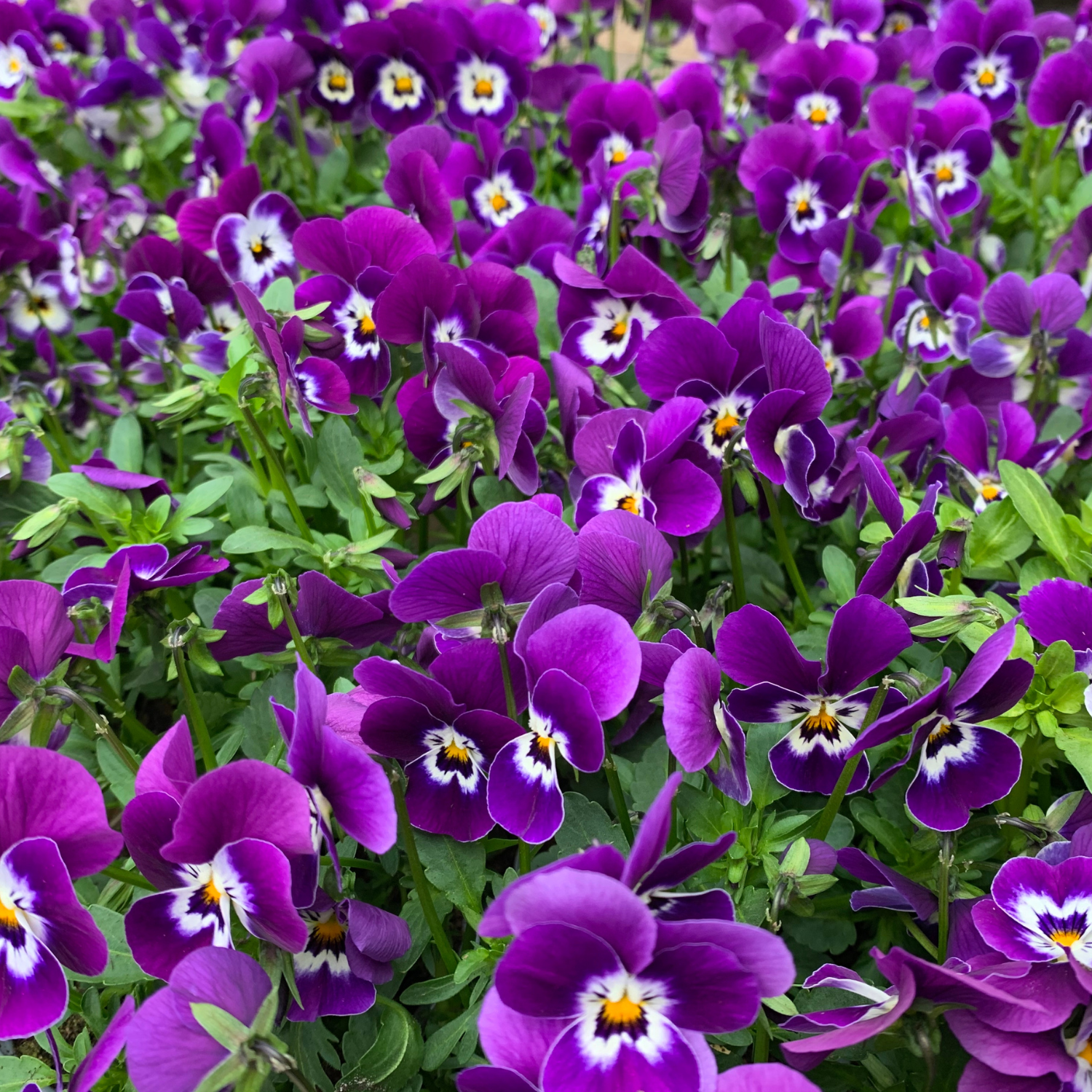 hoa violet