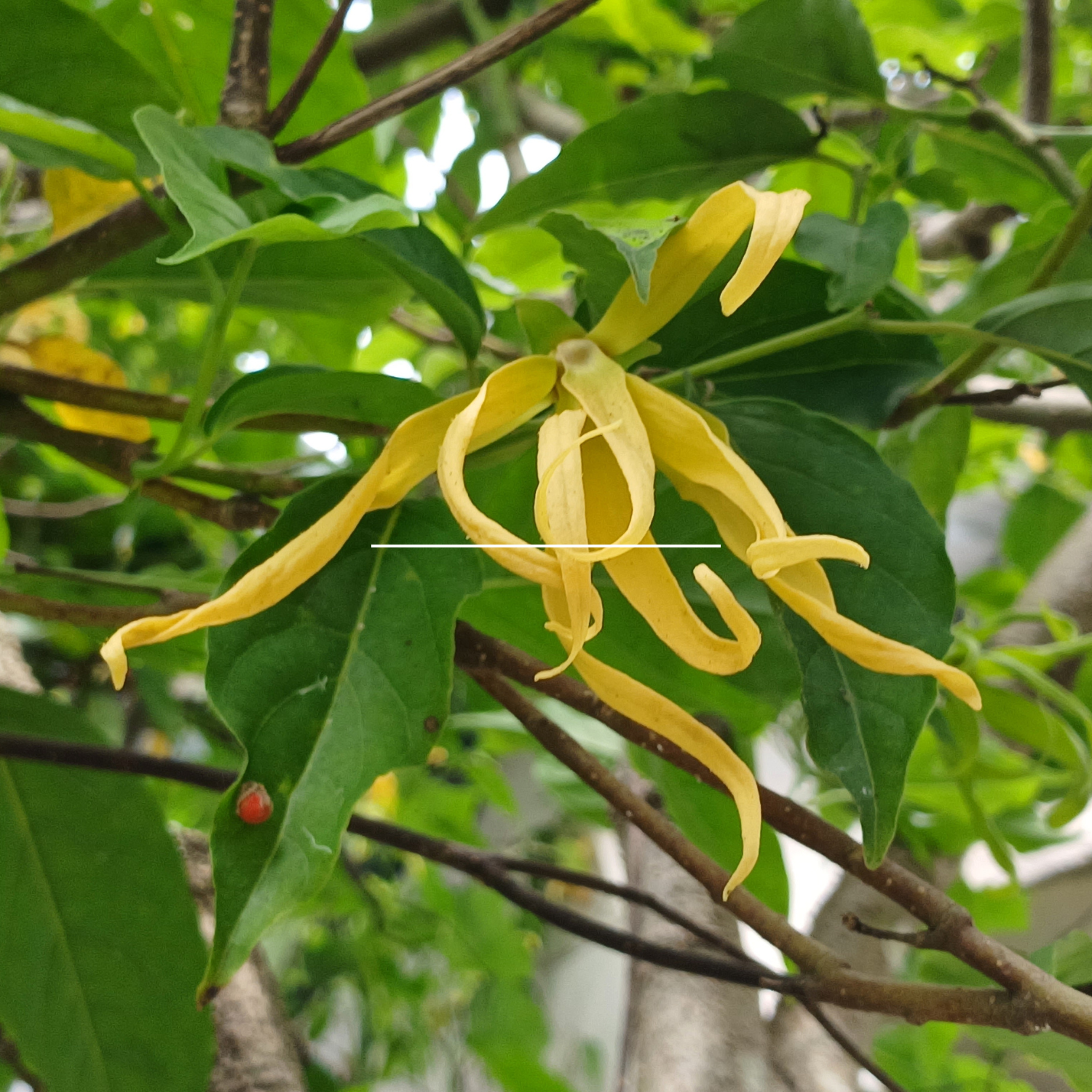 Ylang